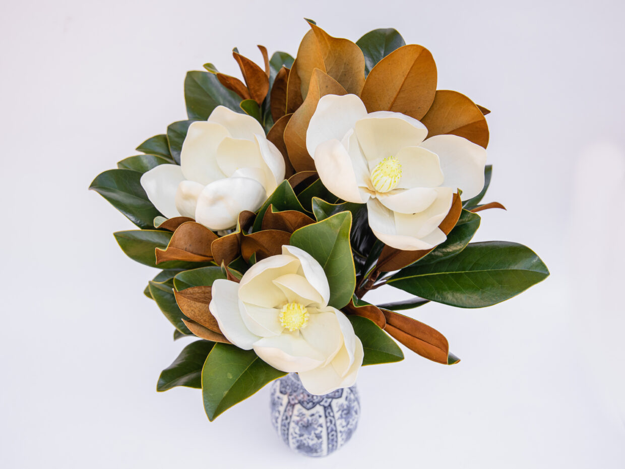WF Magnolia Bloom Beauty Shot 3 Blooms with WF Magnolia Signature in