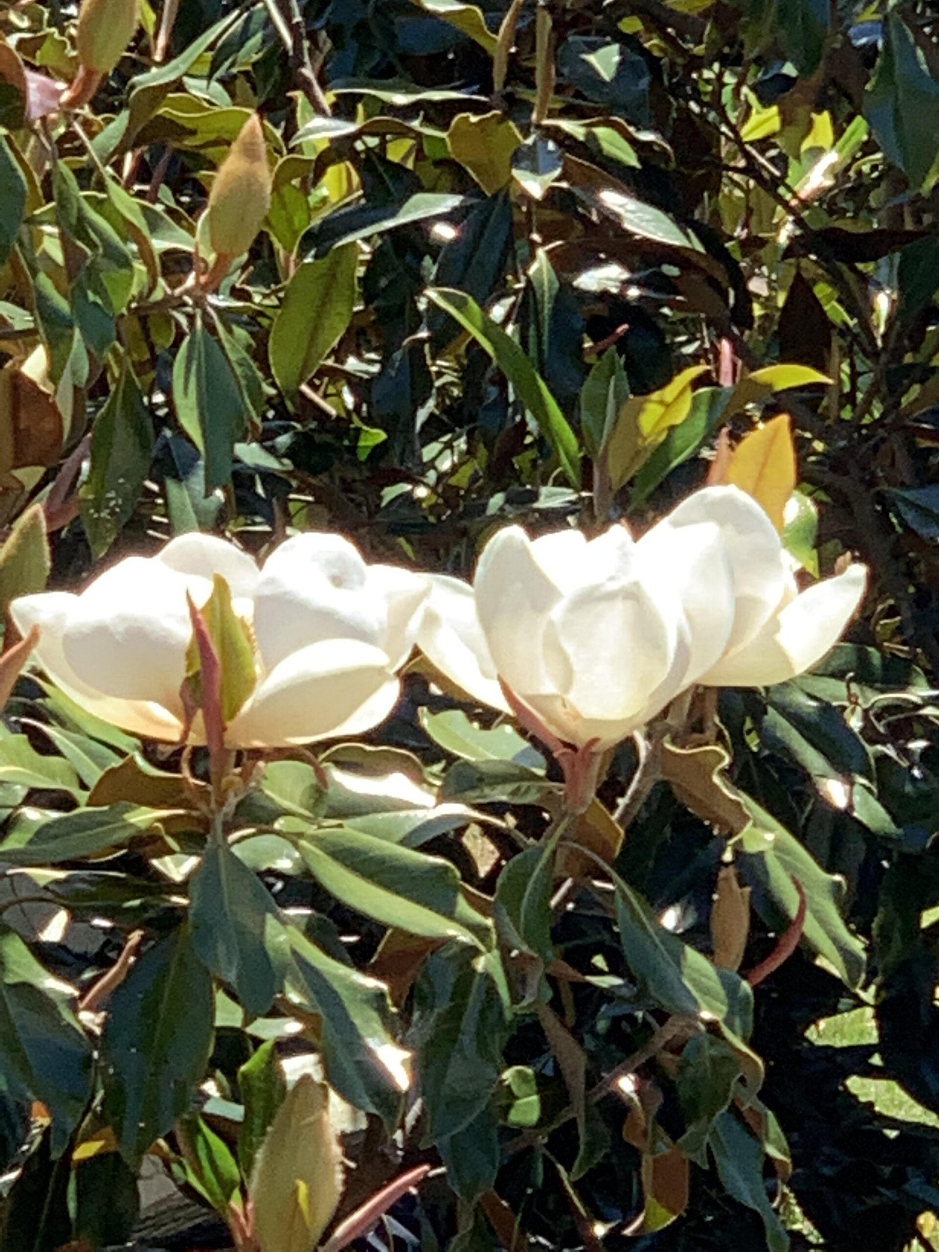 Triple Crown Magnolia Bloom Box — Weston Farms