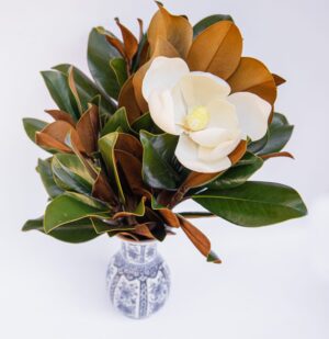 Triple Crown Magnolia Bloom Box — Weston Farms