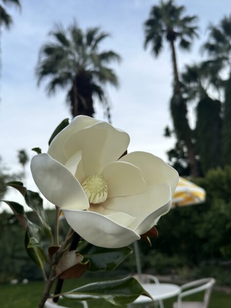Lay Flat Bloom